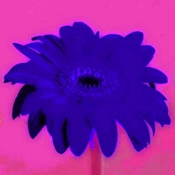 L354_Blume_Gerbera_blau