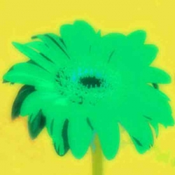 L356_Blume_Gerbera green