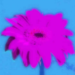 L358_Blume_Gerbera_pink