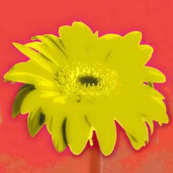 L355_Blume_Gerbera_gelb_blau