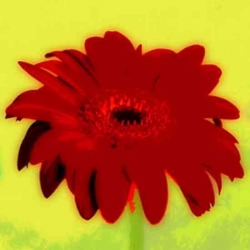 L356_Blume_Gerbera green