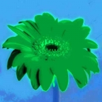 L357_Blume_Gerbera