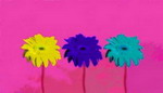 L277 Gerbera X 3 lila