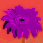 L360_Blume_Gerbera_violet